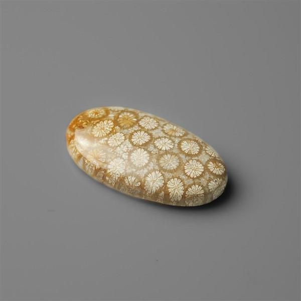 Coral|Fossil Coral