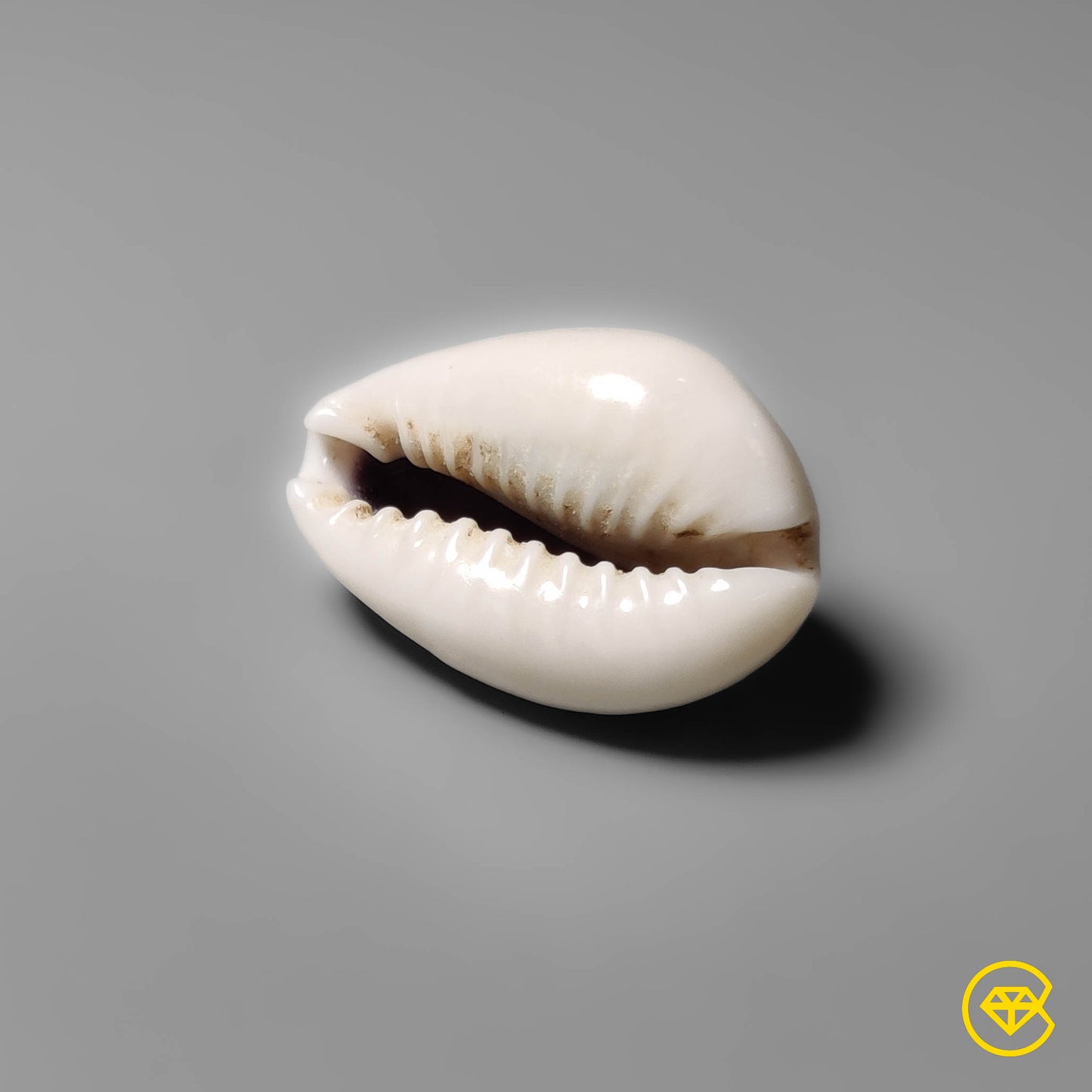 Shell