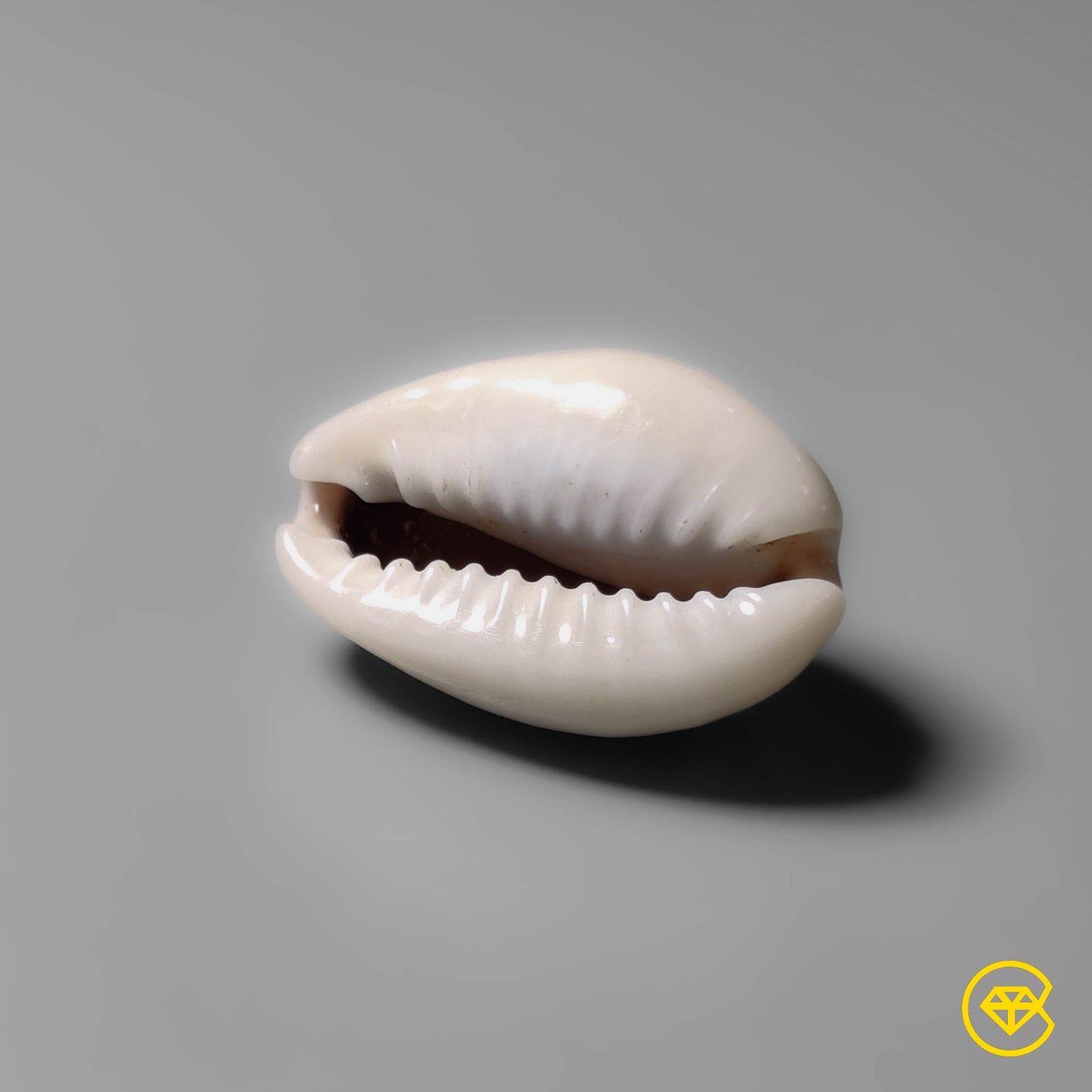 Shell