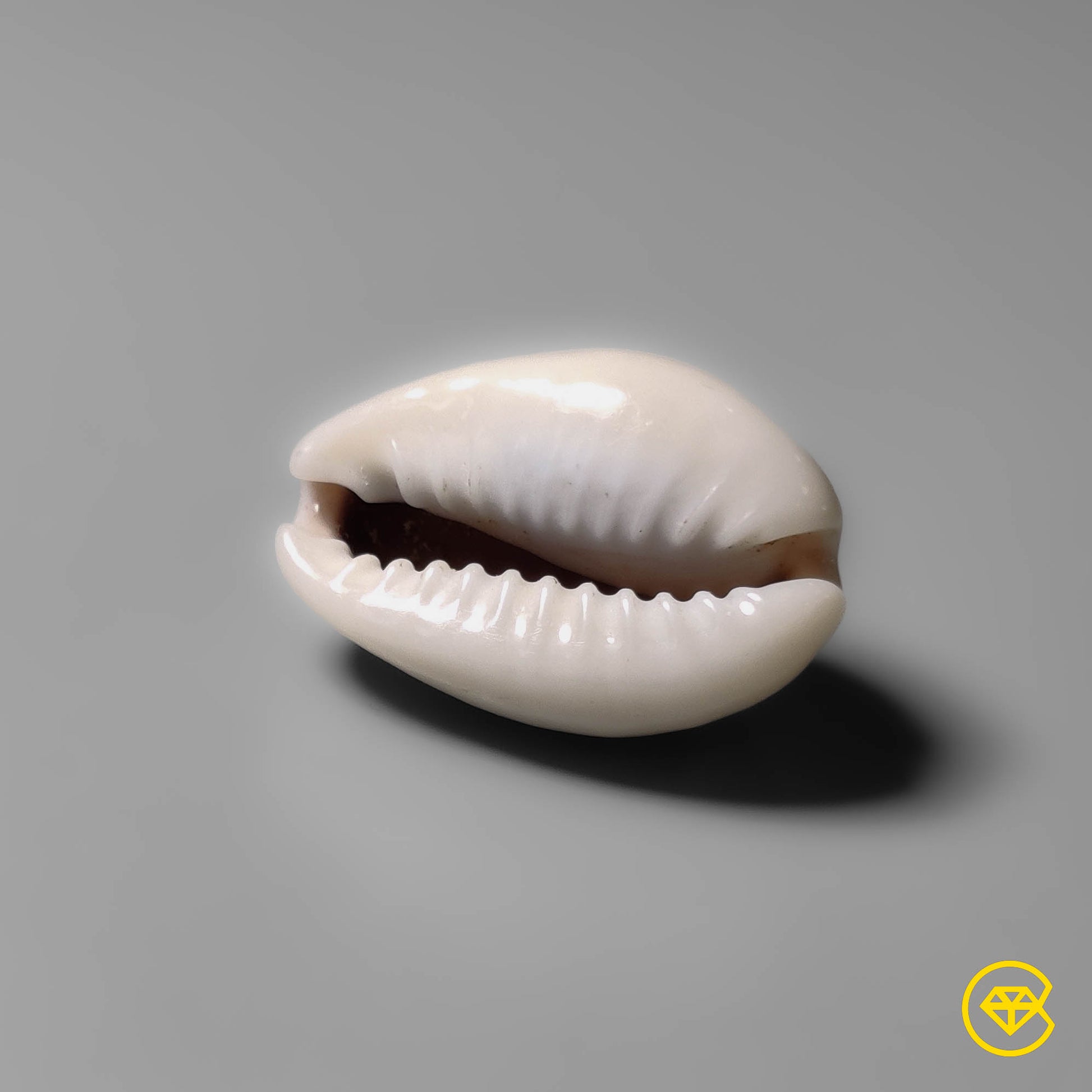 Shell
