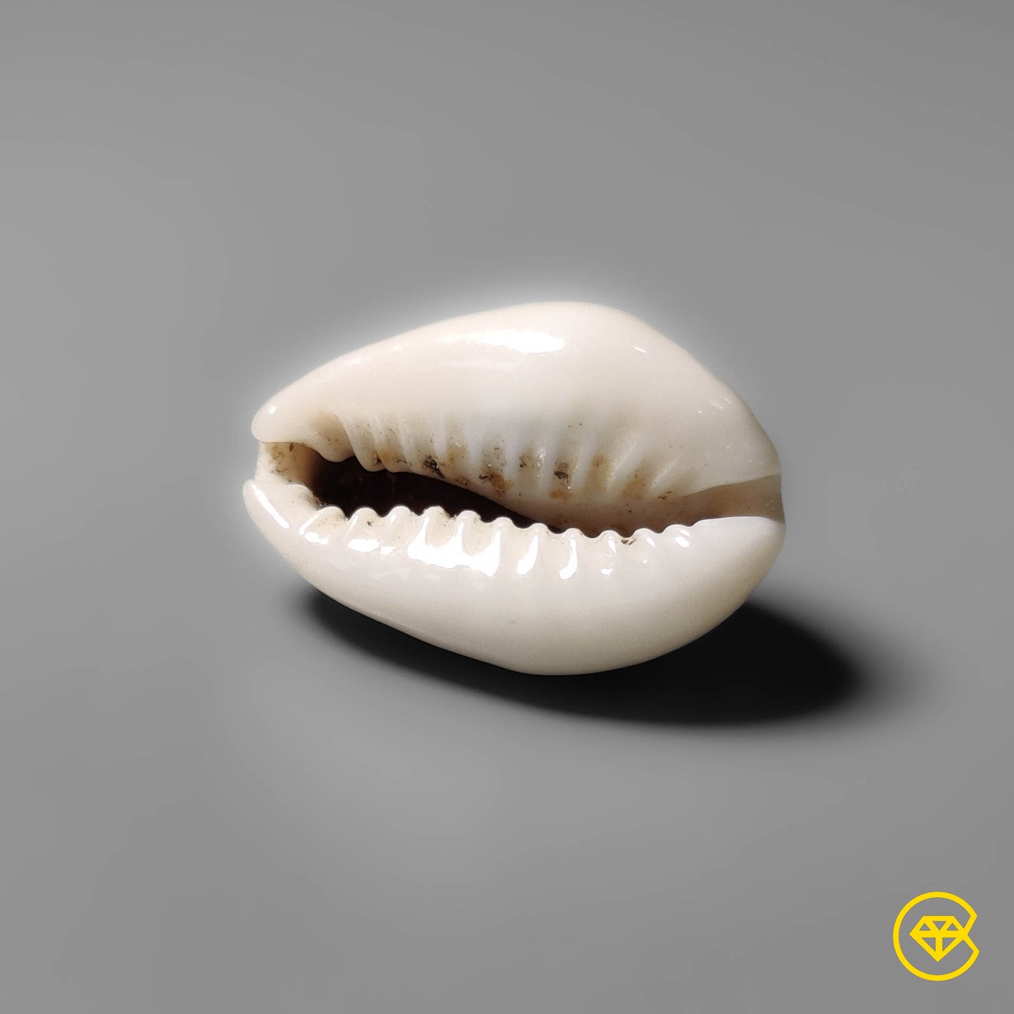 Shell