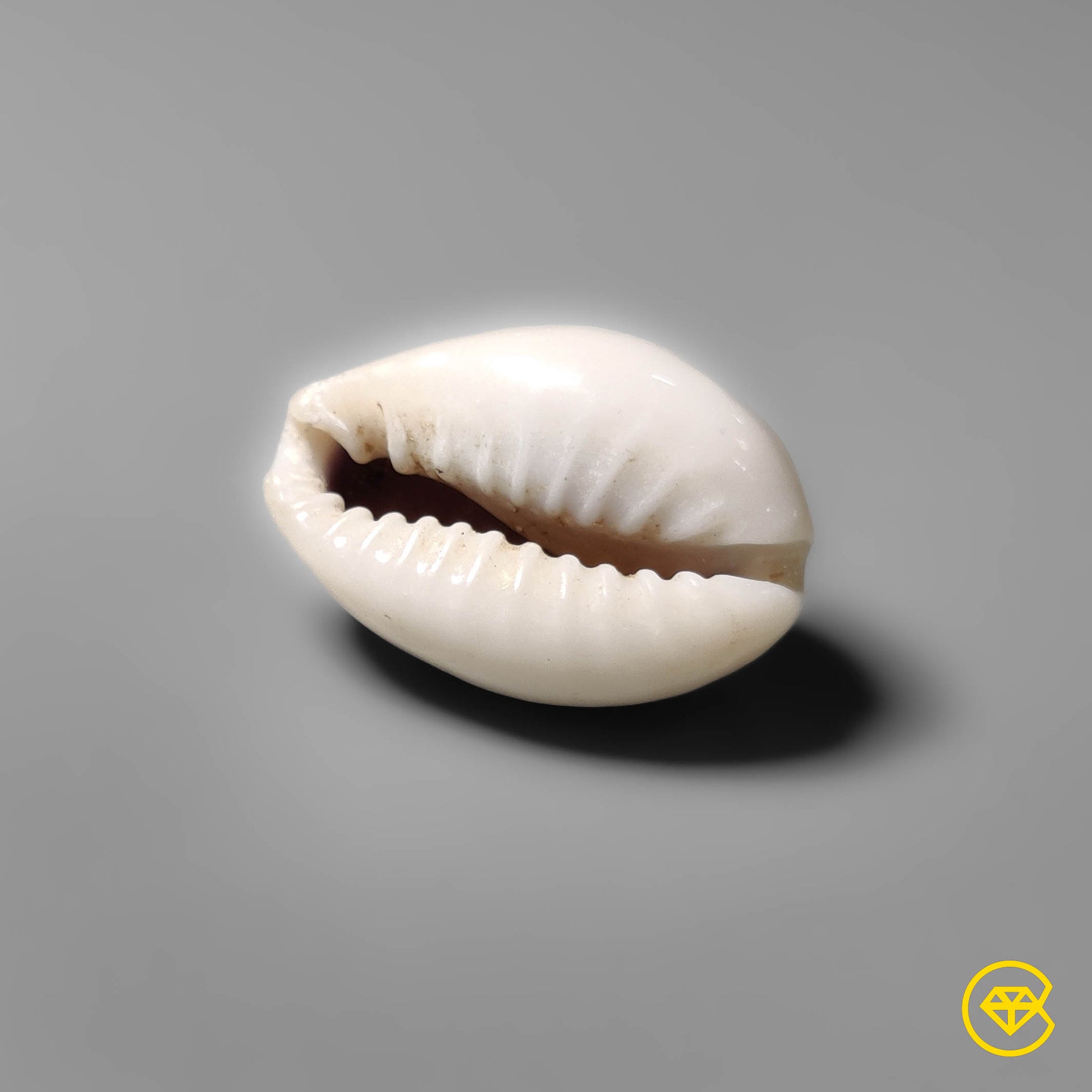 Shell