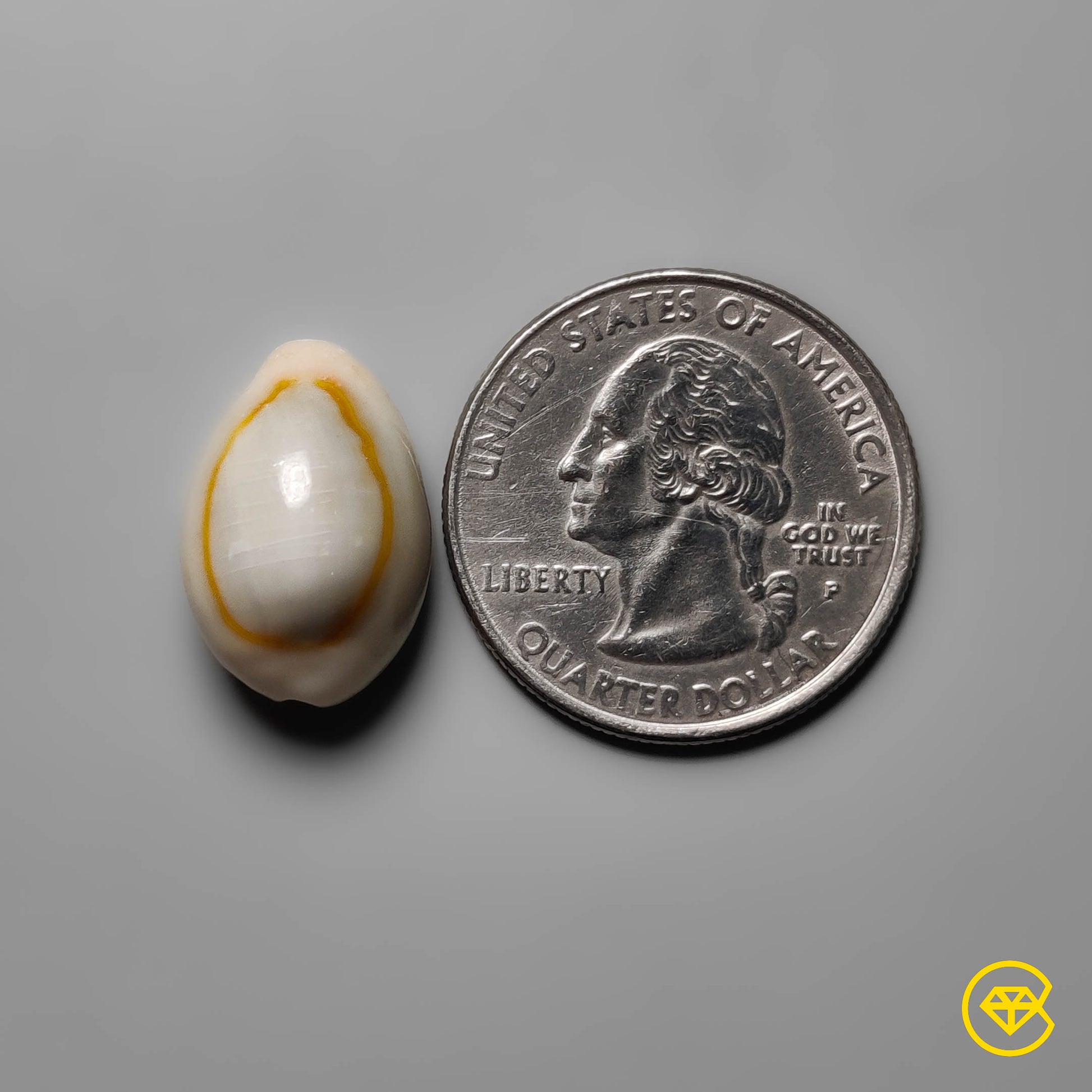 Shell