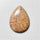 Fossil Coral