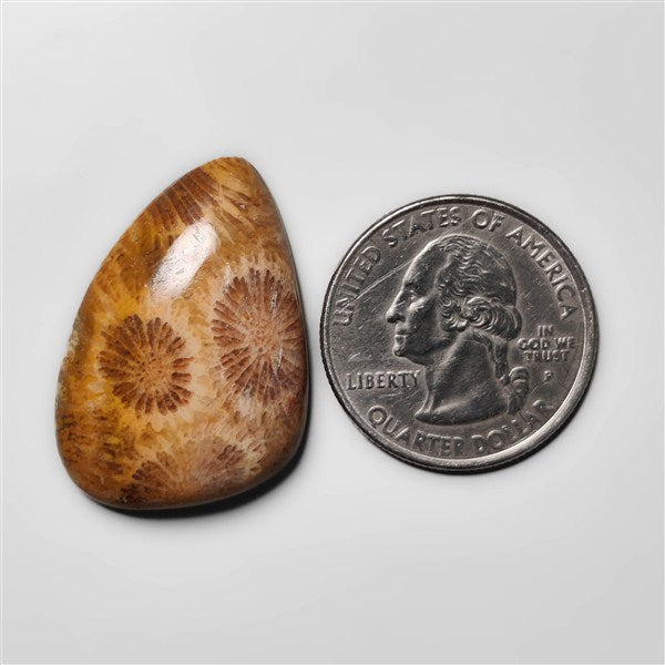 Fossil Coral
