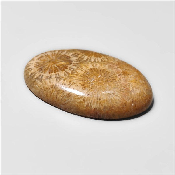Fossil Coral