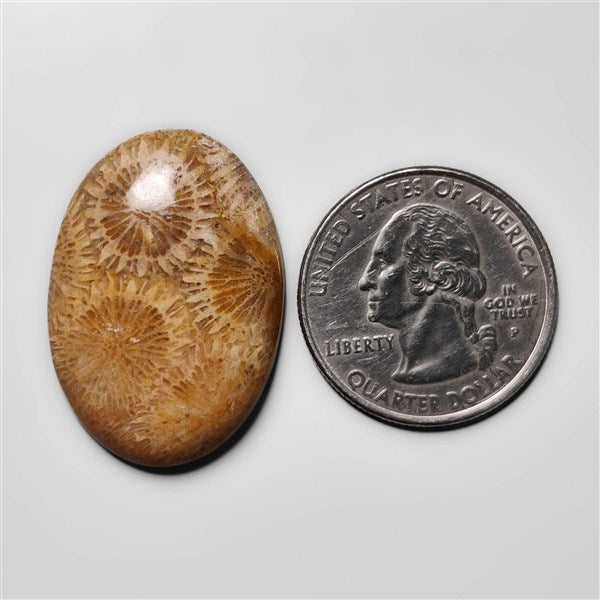 Fossil Coral