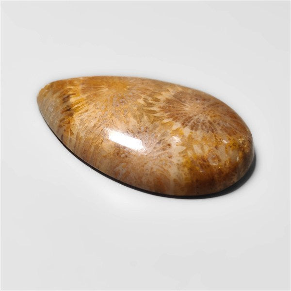 Fossil Coral