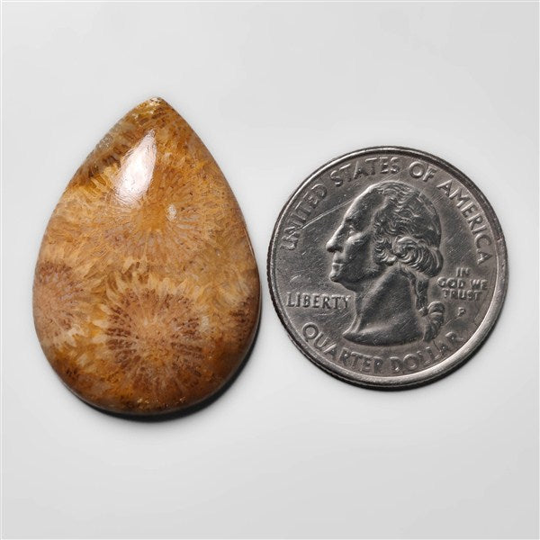 Fossil Coral