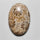 Fossil Coral