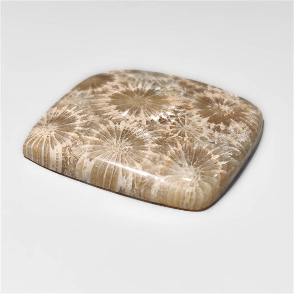 Fossil Coral