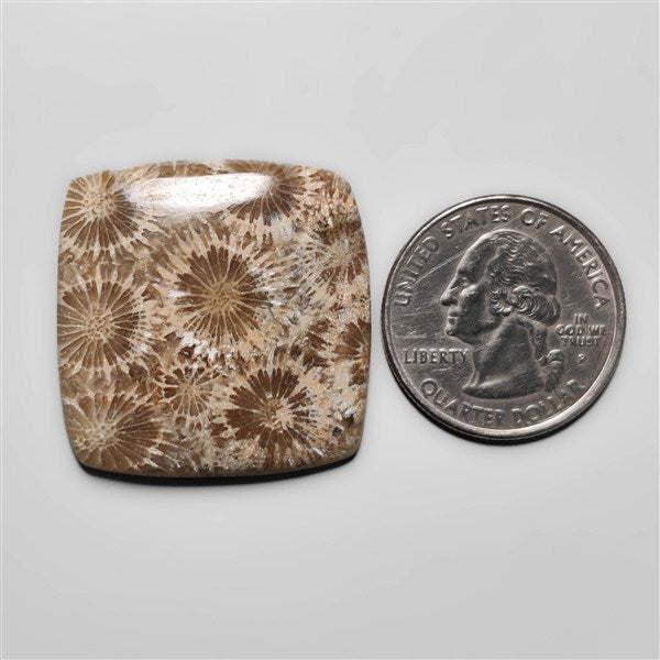Fossil Coral