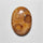 Fossil Coral