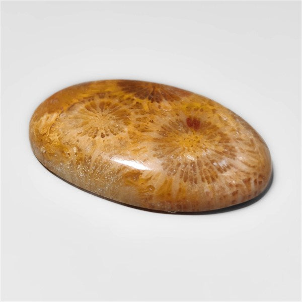 Fossil Coral
