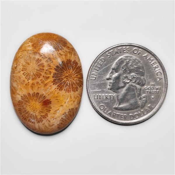 Fossil Coral