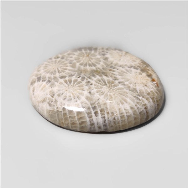 Fossil Coral