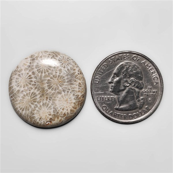 Fossil Coral