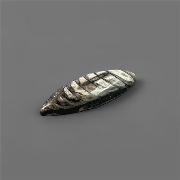 Orthoceras Fossil