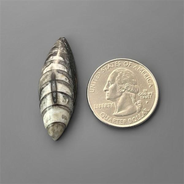 Orthoceras Fossil