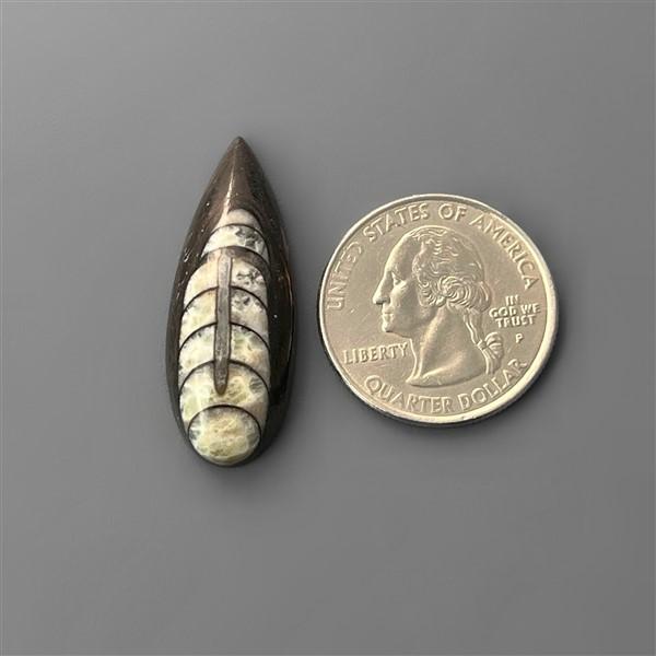 Orthoceras Fossil