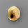 Shell|Shiva Eye Shell