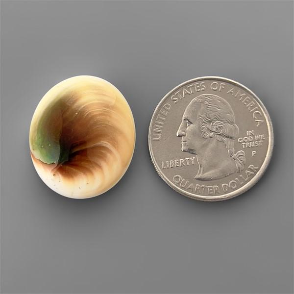 Shell|Shiva Eye Shell