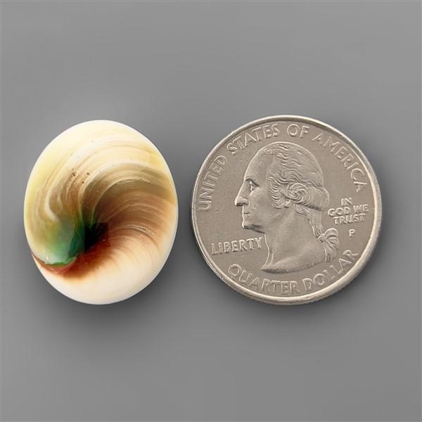 Shell|Shiva Eye Shell