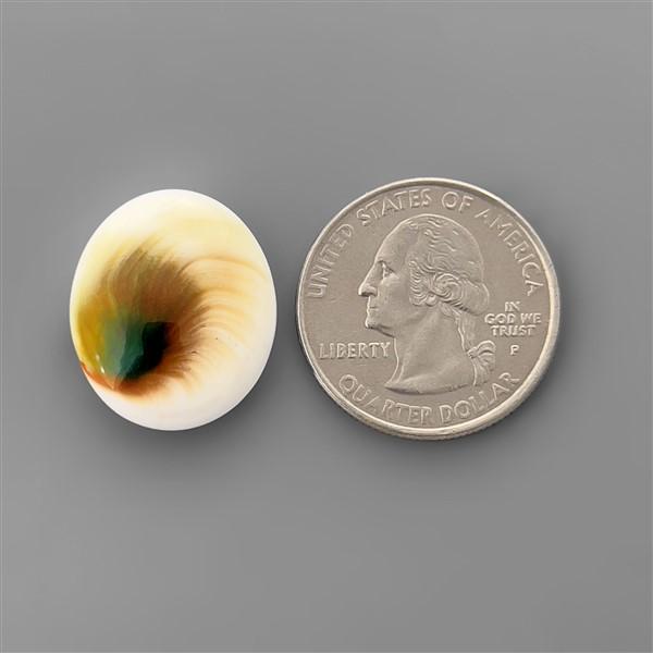 Shell|Shiva Eye Shell