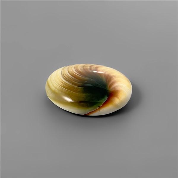 Shell|Shiva Eye Shell