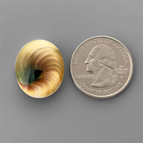Shell|Shiva Eye Shell