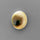 Shell|Shiva Eye Shell