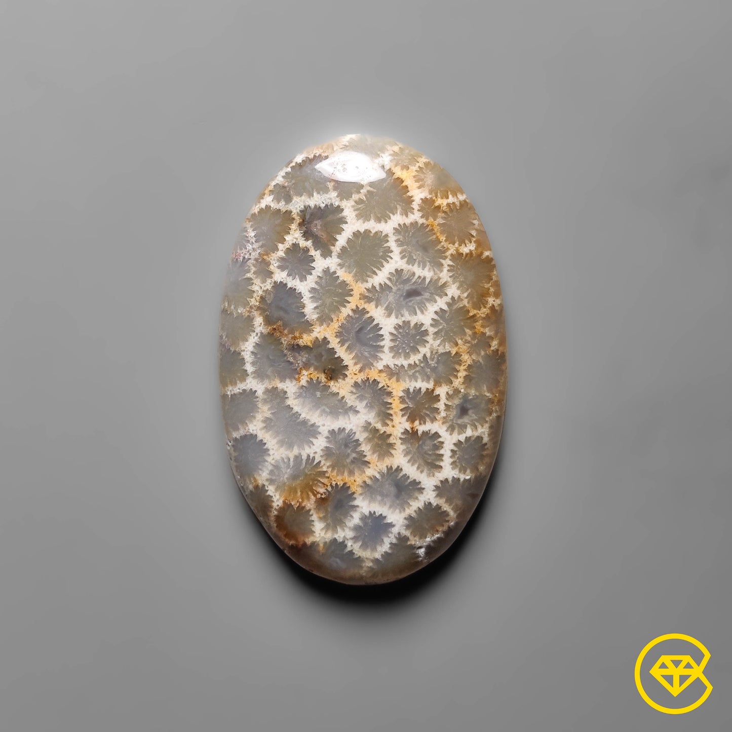 Fossil Coral