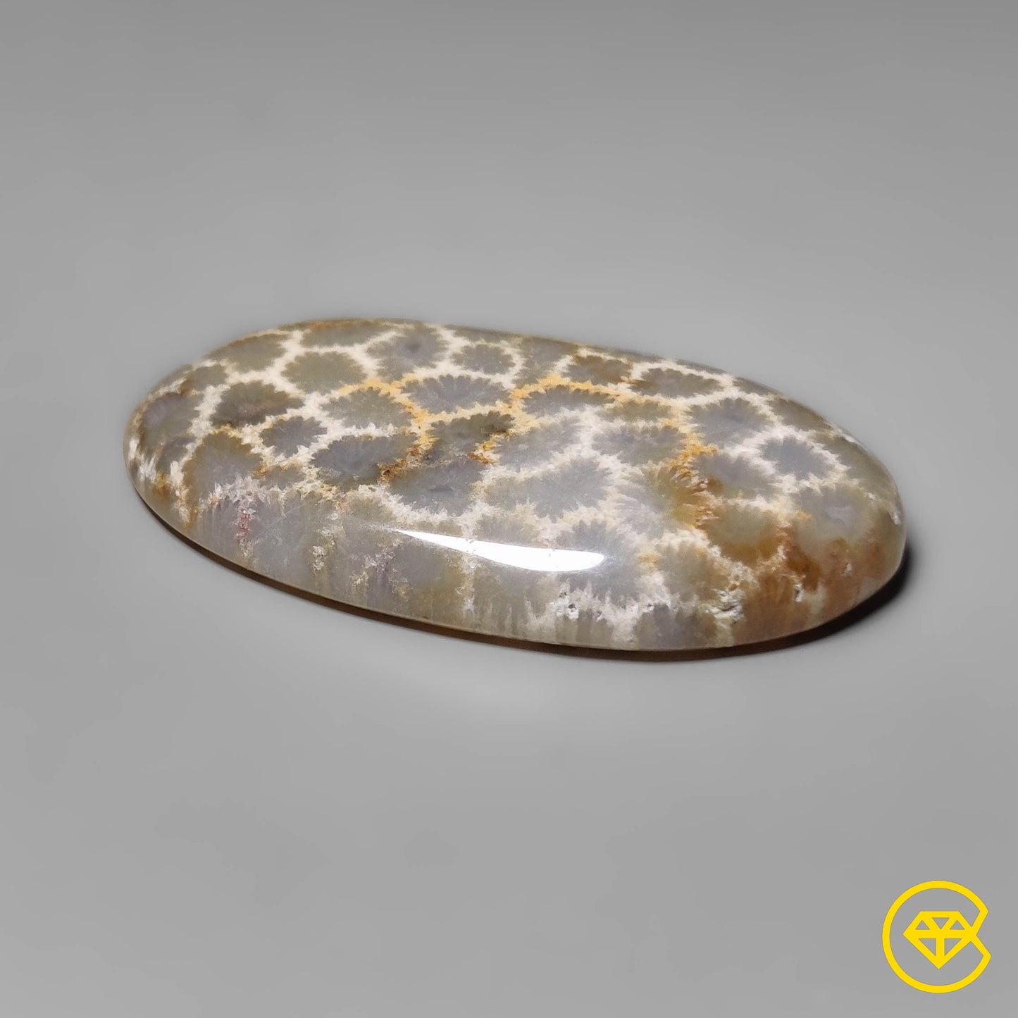 Fossil Coral