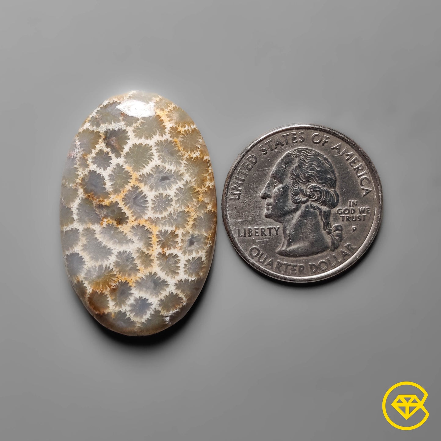 Fossil Coral