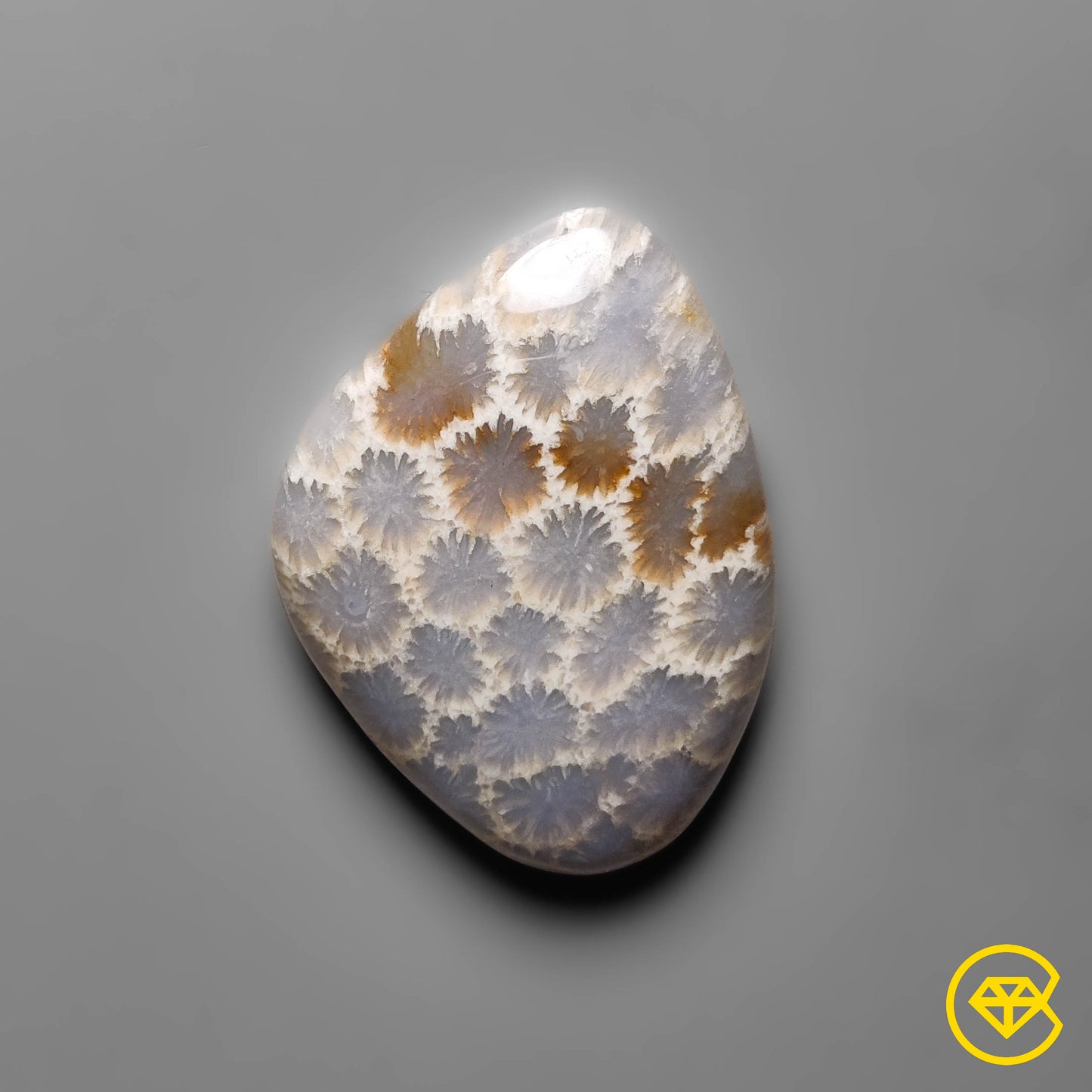 Fossil Coral