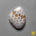 Fossil Coral