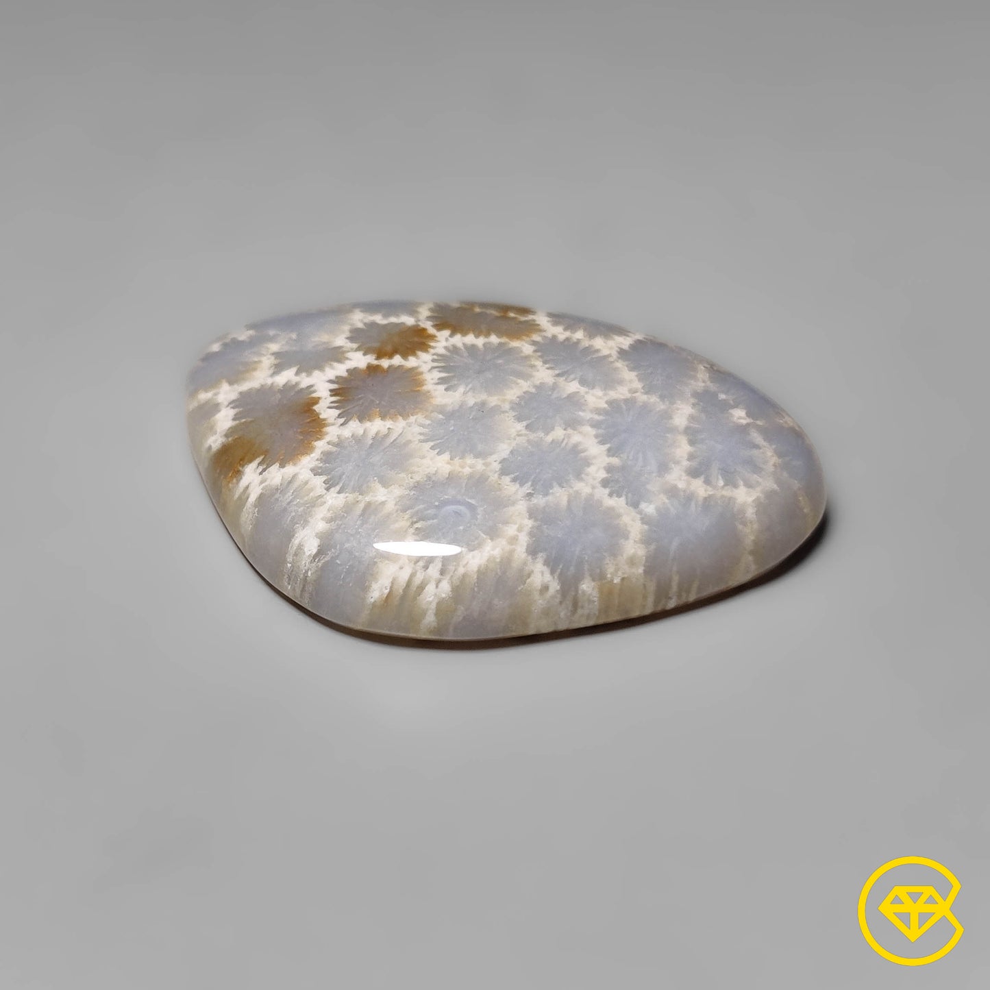 Fossil Coral