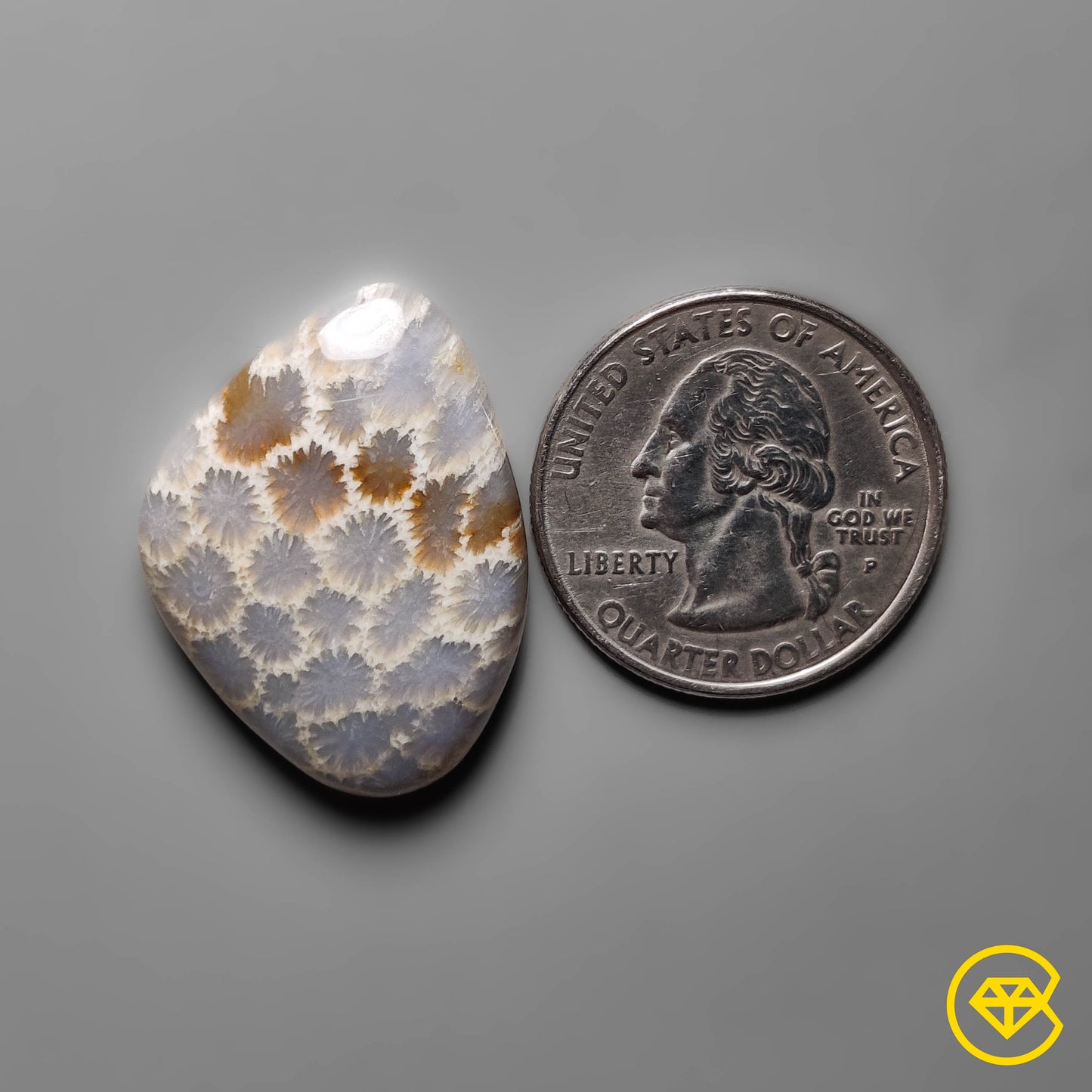 Fossil Coral