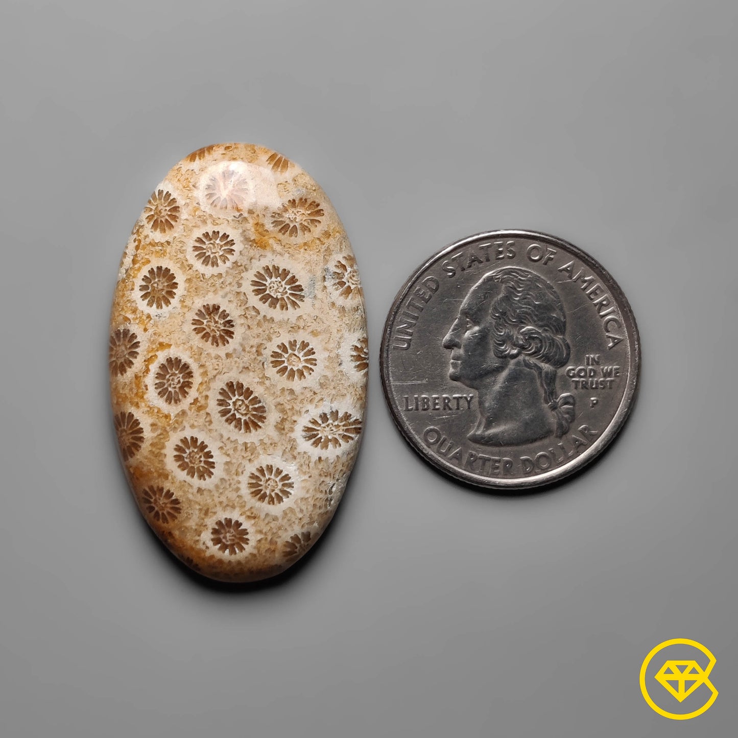 Fossil Coral