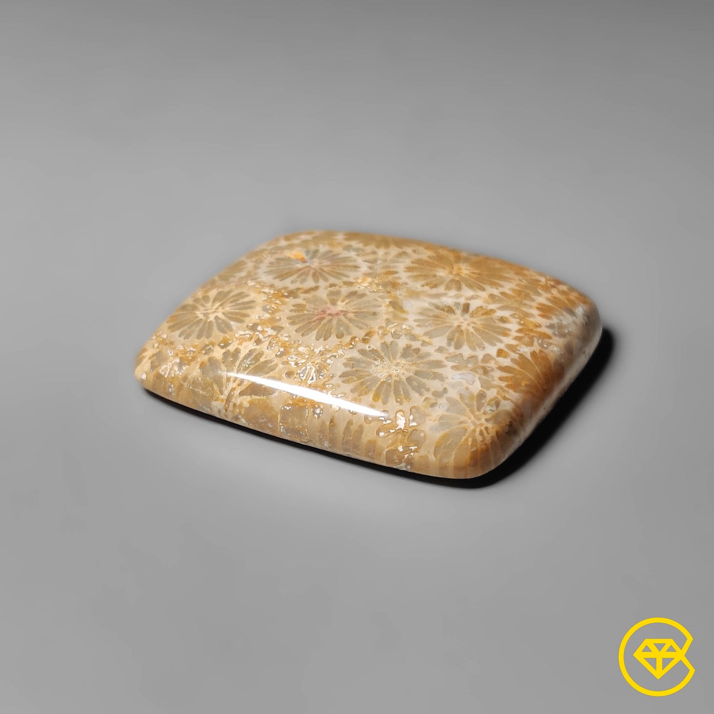 Fossil Coral