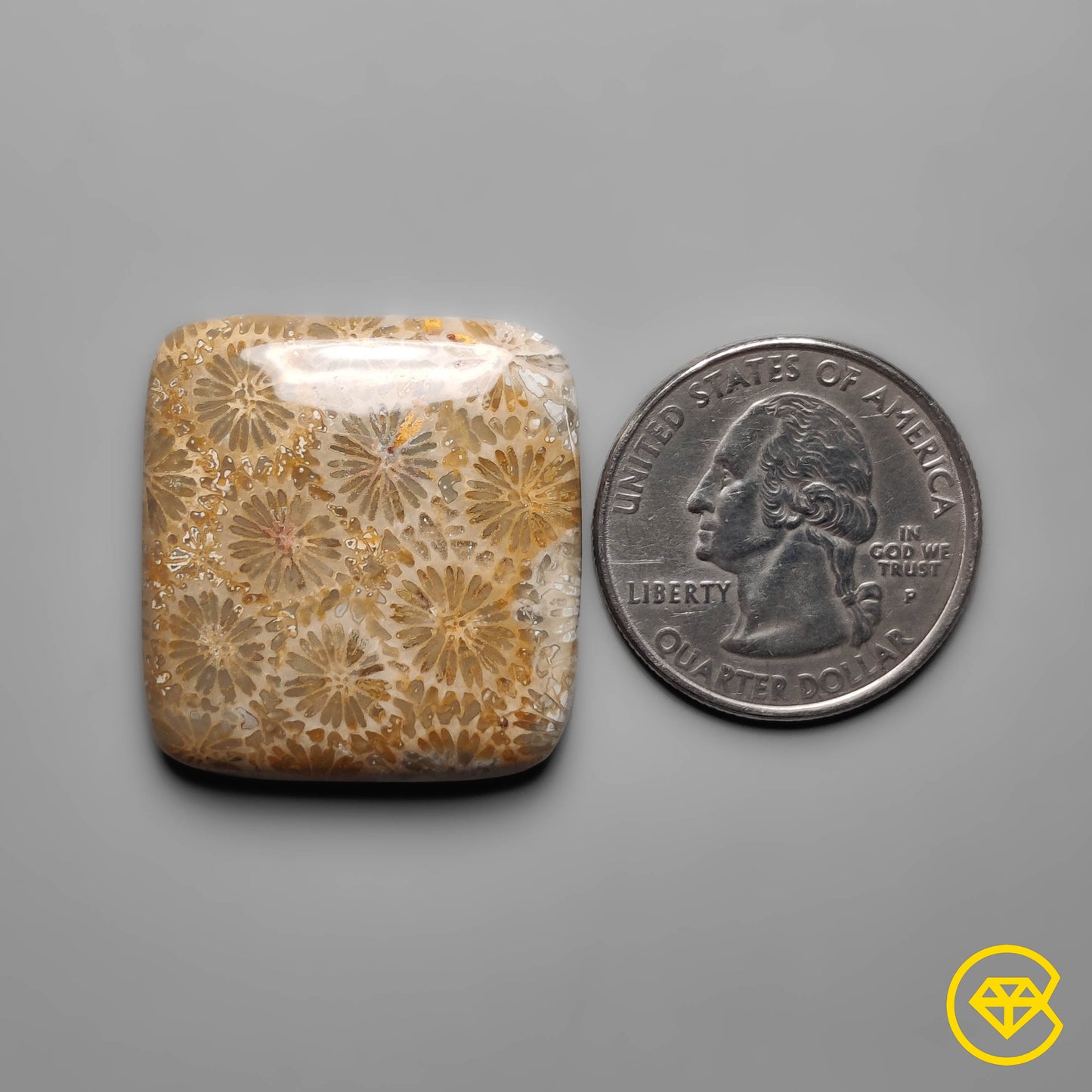 Fossil Coral