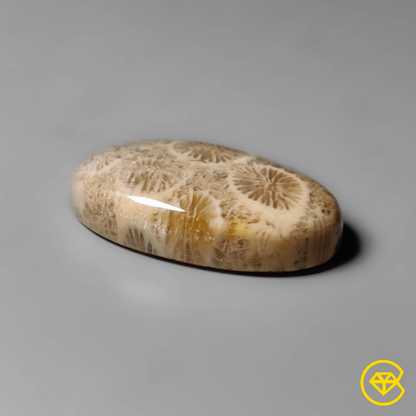 Fossil Coral