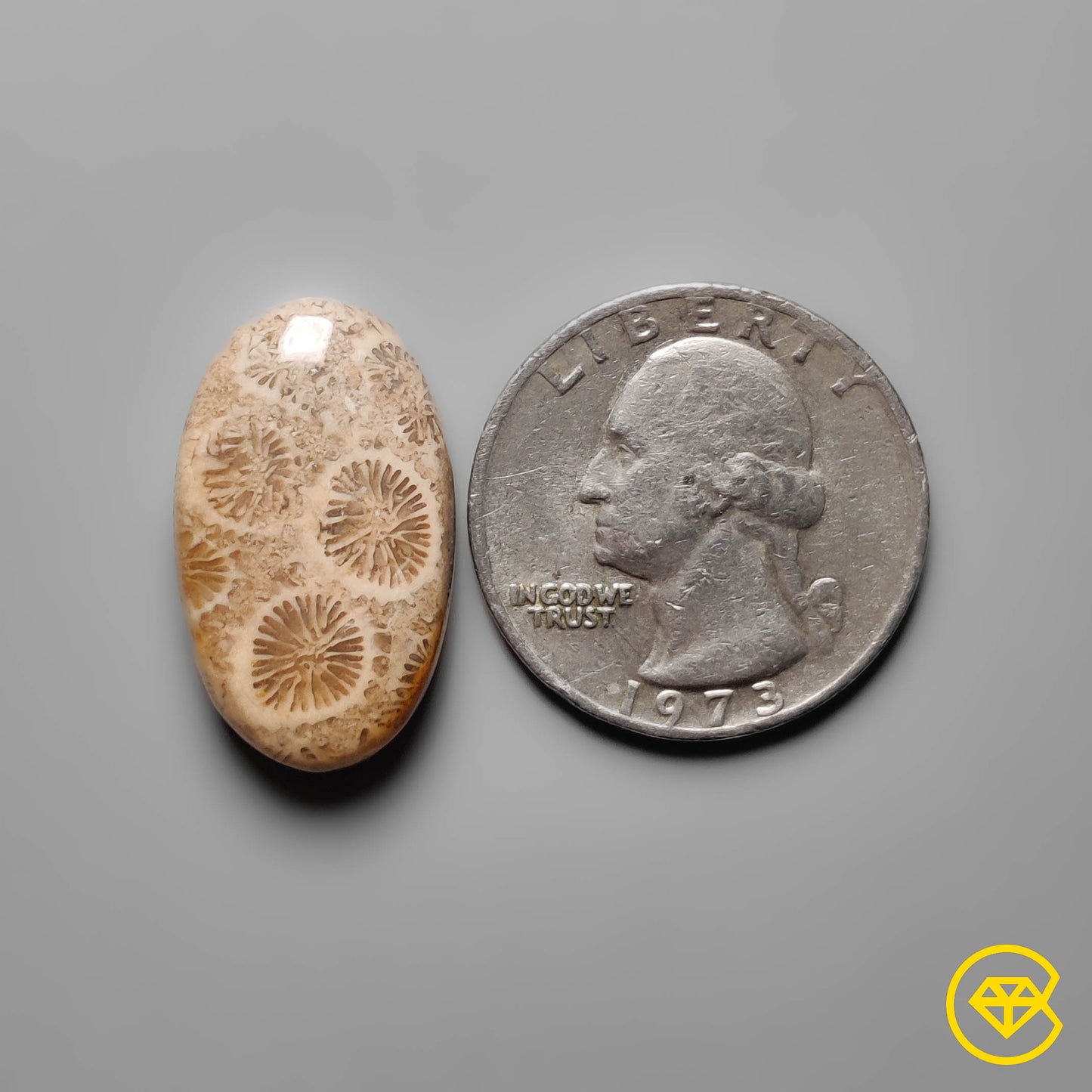 Fossil Coral