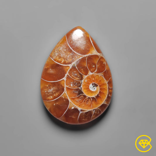 Ammonite