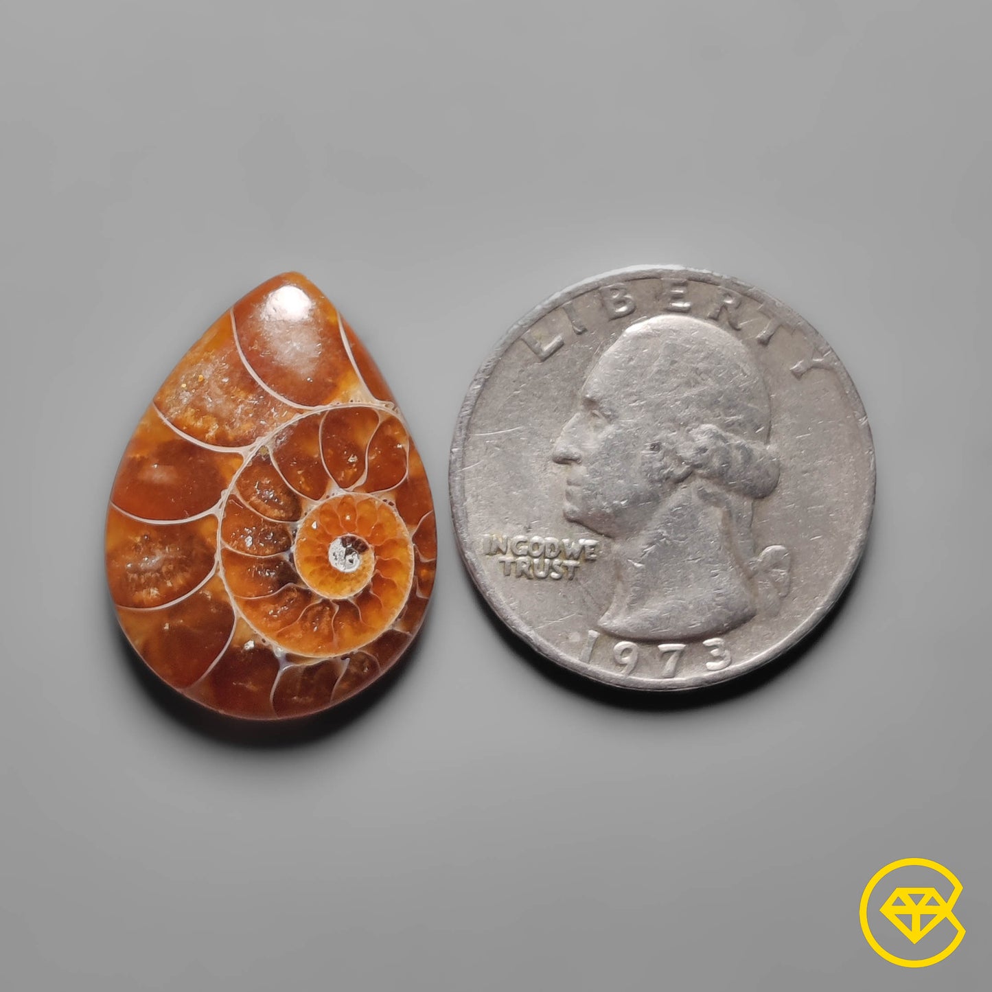 Ammonite