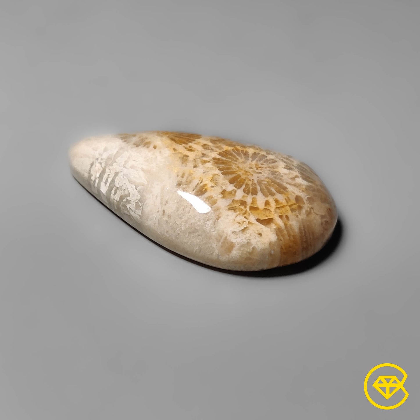 Fossil Coral