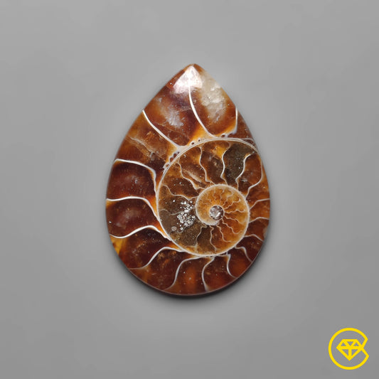 Ammonite