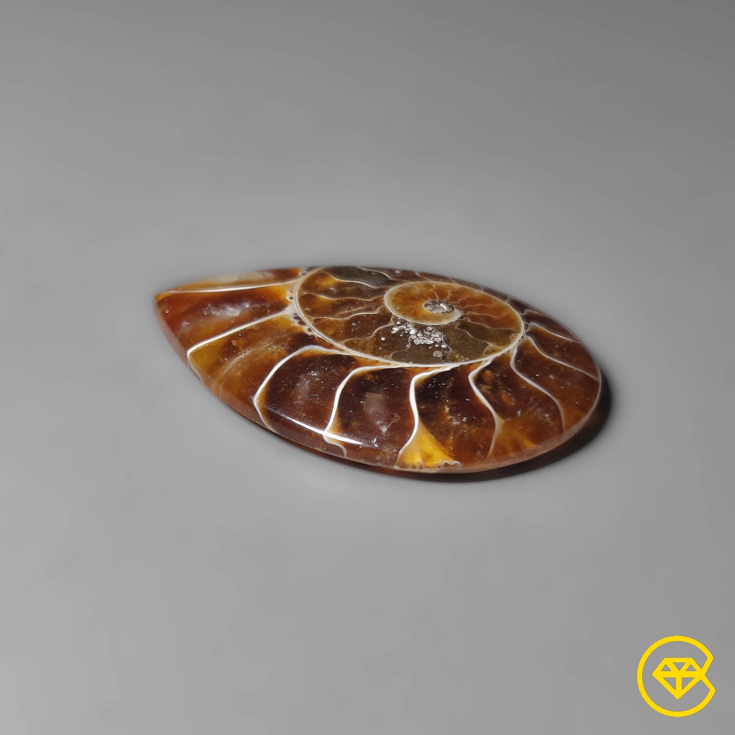 Ammonite