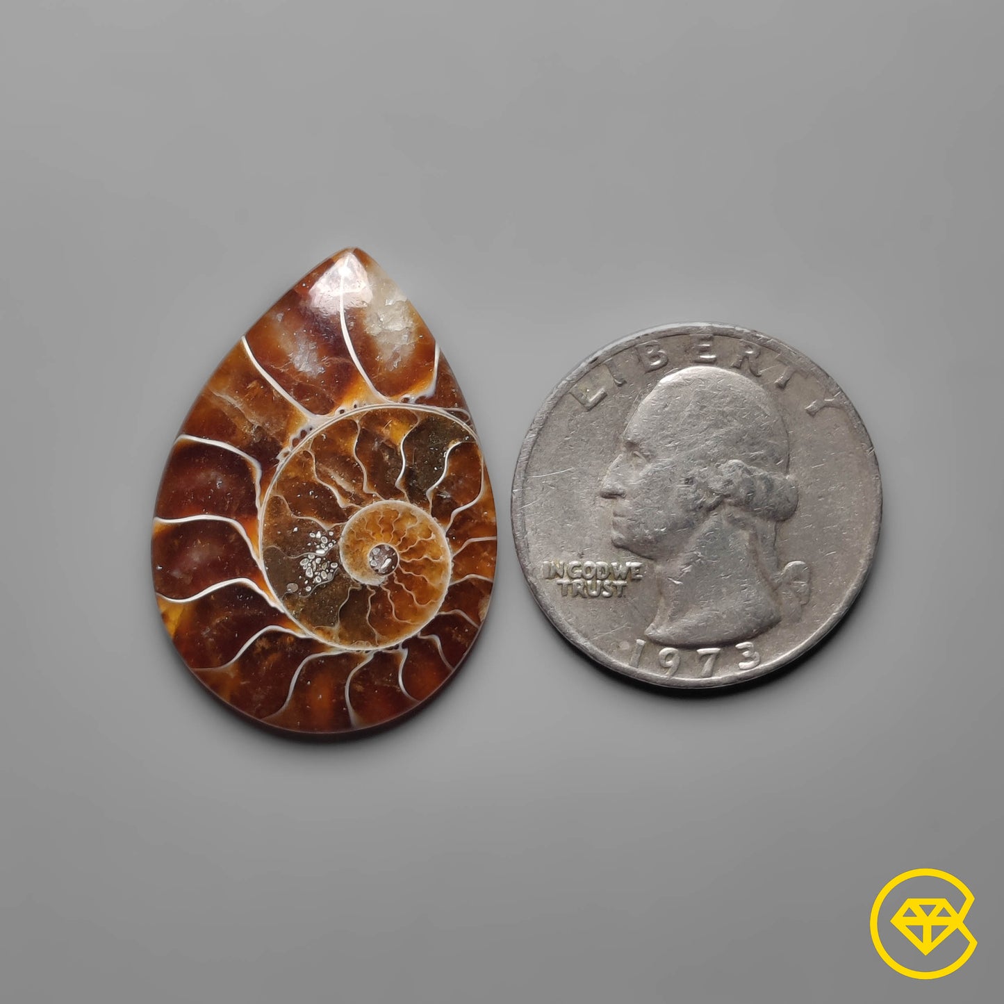Ammonite
