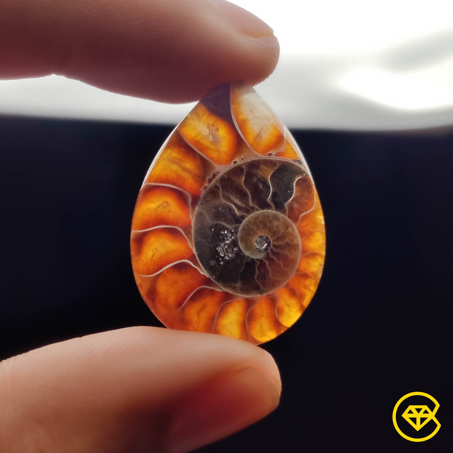 Ammonite